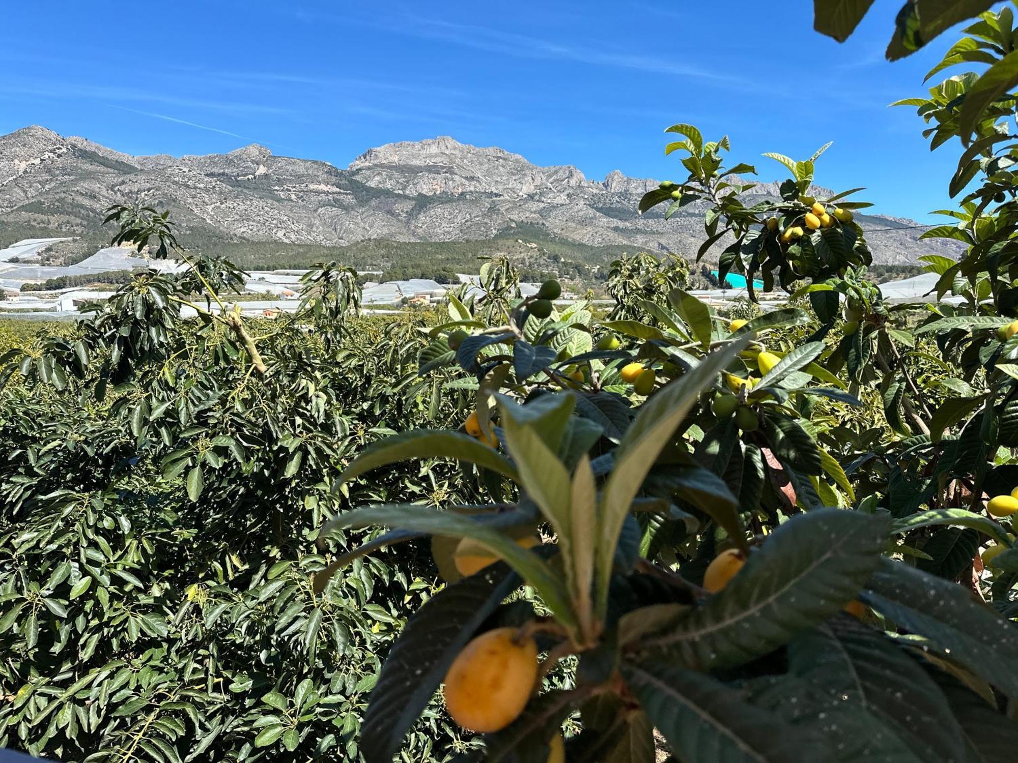 Casa Rural Altaret Callosa de Ensarriá Екстериор снимка